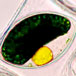 algae Spirulina (Arthrospira maxima)