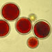Haematococcus cysts with astaxanthin